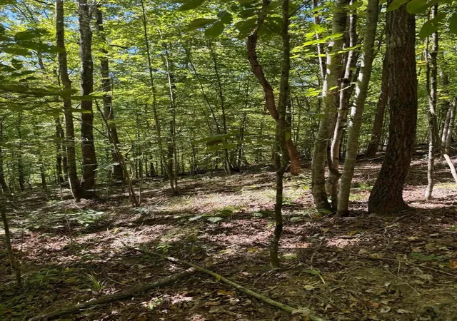 Photo 2 of Land for sale at 3825 Highway 191, West Liberty, KY 41472 | MLS# 26027443 | Listing updated on 2026-10-13