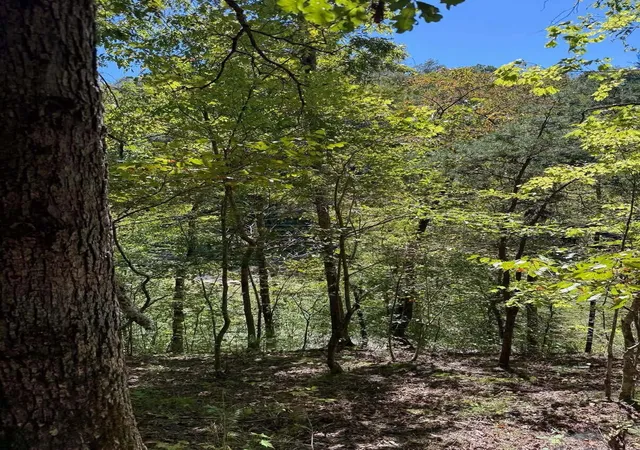 Photo 3 of Land for sale at 3825 Highway 191, West Liberty, KY 41472 | MLS# 26027443 | Listing updated on 2026-10-13