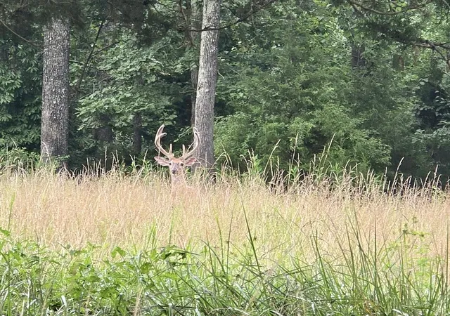 Photo 1 of Land for sale at 000 Tract 1 Haynes Cemetery, Somerset, KY 42501 | MLS# 26028346 | Listing updated on 2026-10-13