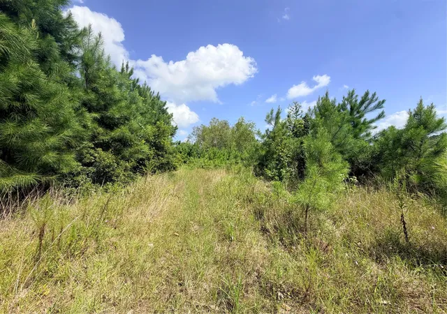 Photo 3 of Land for sale at 385 County Rd 3773, Cleveland, TX 77327 | MLS# 59232248 | Listing updated on 2026-09-12