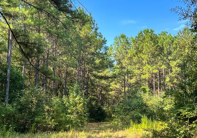 Photo 2 of Land for sale at T 3 Fm 256, Woodville, TX 75979 | MLS# 30435641 | Listing updated on 2026-08-31