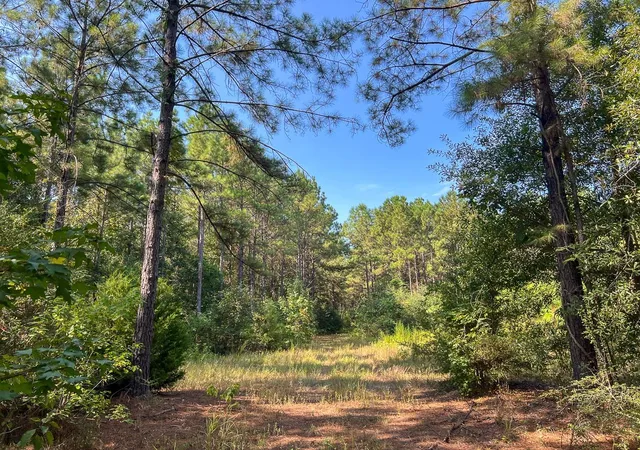 Photo 3 of Land for sale at T-3 Fm 256, Woodville, TX 75979 | MLS# 30435641 | Listing updated on 2026-08-31