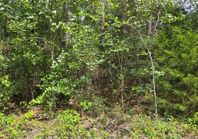 Photo 2 of Land for sale at Tbd Tree Line Loop, Anderson, TX 77830 | MLS# 33308024 | Listing updated on 2026-09-09