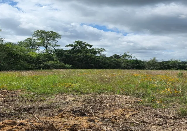 Photo 2 of Land for sale at Tbd Lot 8 County Rd 201, Plantersville, TX 77363 | MLS# 5877730 | Listing updated on 2026-09-11