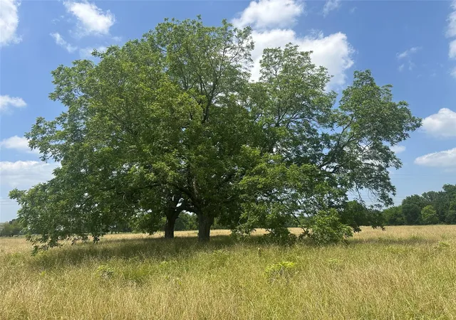 Photo 3 of Land for sale at 123ac Cr 234, Oakwood, TX 75855 | MLS# 80549991 | Listing updated on 2026-09-22