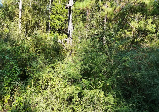 Photo 3 of Land for sale at Tbd Dillion Rd, Livingston, TX 77351 | MLS# 12522391 | Listing updated on 2026-09-24