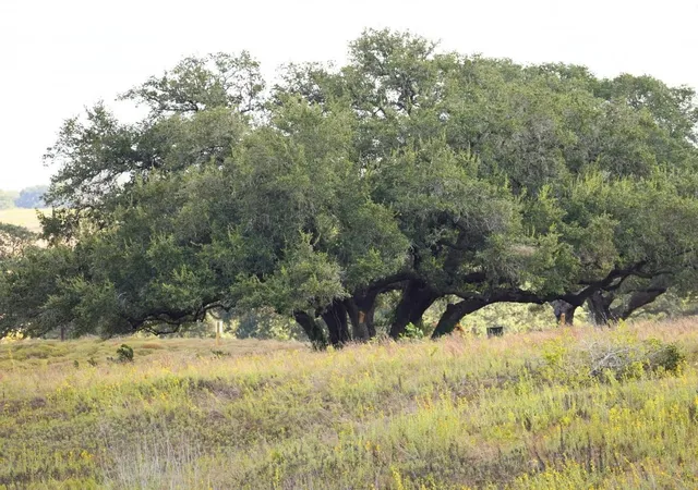 Photo 4 of Land for sale at 3061 Fm 956, Schulenburg, TX 78956 | MLS# 92282585 | Listing updated on 2026-09-10