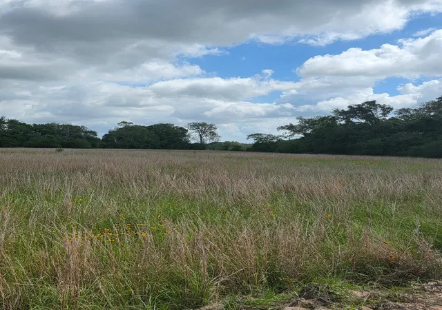 Photo 2 of Land for sale at Tbd Lot 11 County Rd 201, Plantersville, TX 77363 | MLS# 97910691 | Listing updated on 2026-09-11