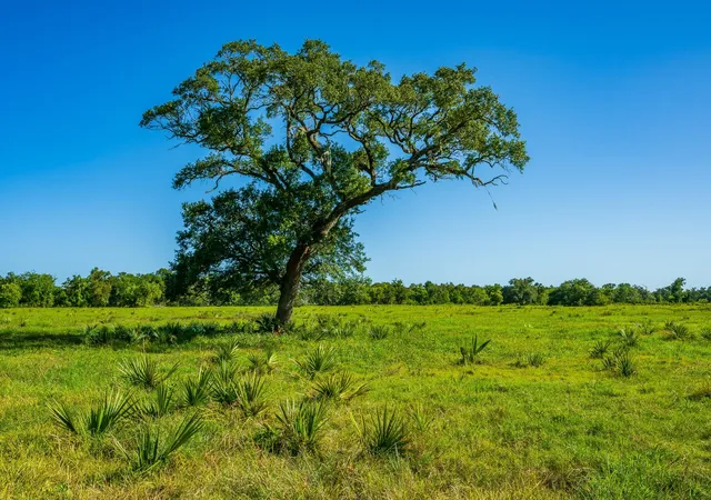 Photo 2 of Land for sale at 700 Cr 700, Brazoria, TX 77422 | MLS# 10692135 | Listing updated on 2026-10-07