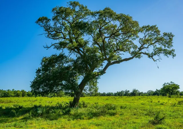 Photo 3 of Land for sale at 700 Cr 700, Brazoria, TX 77422 | MLS# 10692135 | Listing updated on 2026-10-07