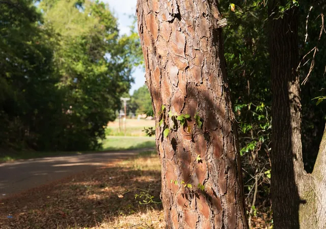 Photo 3 of Land for sale at Tbd Fm 343, Rusk, TX 75785 | MLS# 28404768 | Listing updated on 2026-09-09