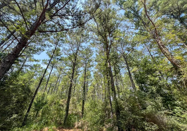 Photo 1 of Land for sale at 2 County Rd 3230, Colmesneil, TX 75938 | MLS# 42352276 | Listing updated on 2026-08-31