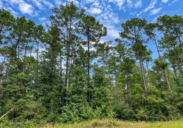 Photo 14 of Land for sale at 23 Highway 94 Rd, Groveton, TX 75845 | MLS# 84750841 | Listing updated on 2026-09-03