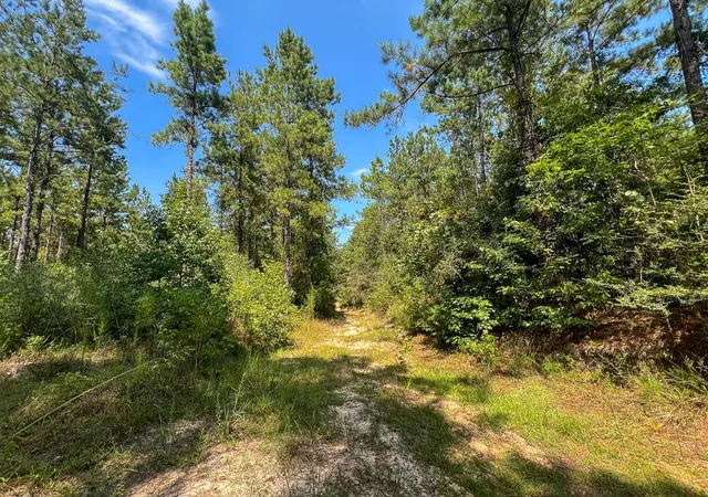 Photo 4 of Land for sale at 0 Cr 314, Kirbyville, TX 75956 | MLS# 78803053 | Listing updated on 2026-08-31