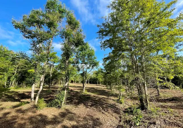 Photo 4 of Land for sale at Lot E 6 Fm 942, Livingston, TX 77351 | MLS# 96861381 | Listing updated on 2026-09-11
