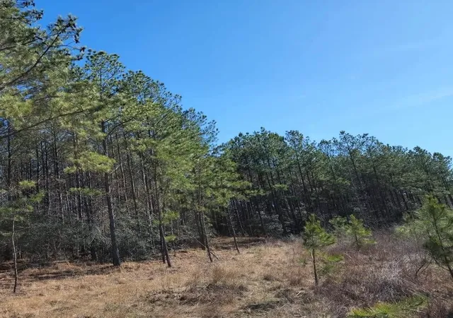 Photo 2 of Land for sale at 26827 Us 59 Rd, Corrigan, TX 75939 | MLS# 74240147 | Listing updated on 2026-09-02