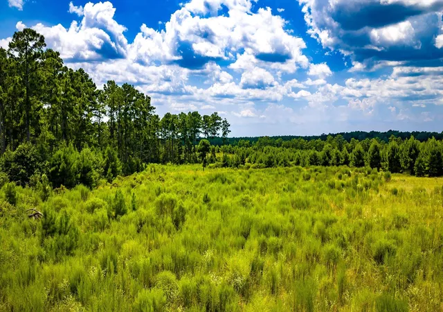 Photo 3 of Land for sale at Tbd Hardin Hideout, Moscow, TX 75960 | MLS# 17395007 | Listing updated on 2026-09-02