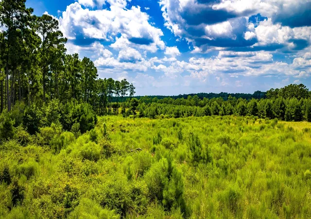 Photo 3 of Land for sale at Tbd Hardin Hideout, Moscow, TX 75960 | MLS# 17395007 | Listing updated on 2026-09-02