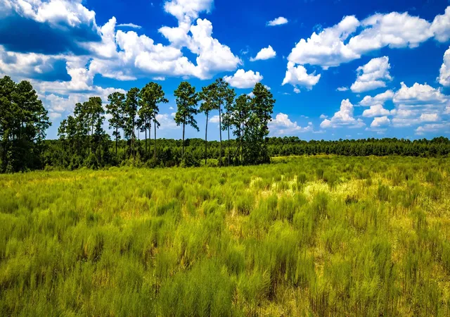 Photo 4 of Land for sale at Tbd Hardin Hideout, Moscow, TX 75960 | MLS# 17395007 | Listing updated on 2026-09-02