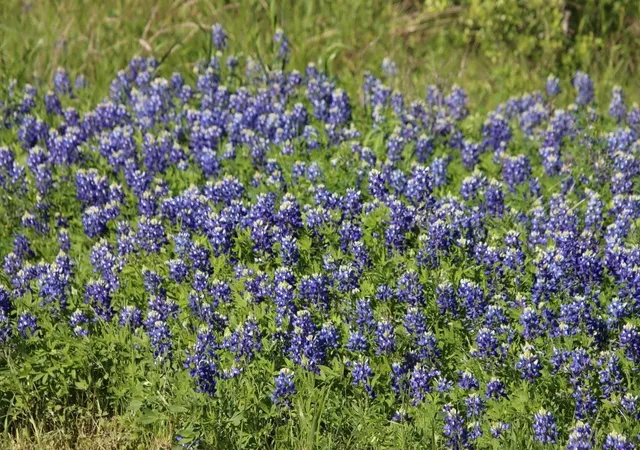 Photo 1 of Land for sale at 000 Clear Woods Ct N, Washington, TX 77880 | MLS# 41466040 | Listing updated on 2026-09-10