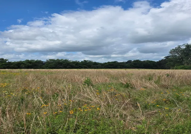 Photo 3 of Land for sale at Tbd Lot 12 County Rd 201, Plantersville, TX 77363 | MLS# 51102985 | Listing updated on 2026-09-11