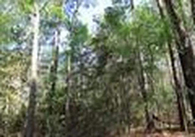 Photo 1 of Land for sale at Tbd Cr 3160, Colmesneil, TX 75938 | MLS# 44852709 | Listing updated on 2026-09-16