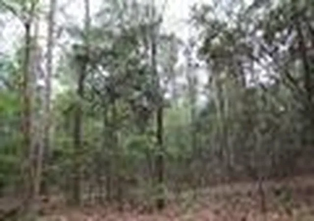 Photo 2 of Land for sale at Tbd Cr 3160, Colmesneil, TX 75938 | MLS# 44852709 | Listing updated on 2026-09-16