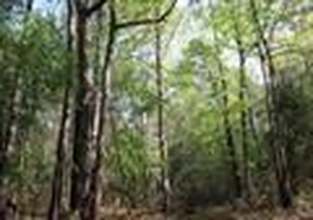 Photo 3 of Land for sale at Tbd Cr 3160, Colmesneil, TX 75938 | MLS# 44852709 | Listing updated on 2026-09-16