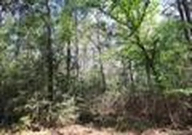 Photo 4 of Land for sale at Tbd Cr 3160, Colmesneil, TX 75938 | MLS# 44852709 | Listing updated on 2026-09-16