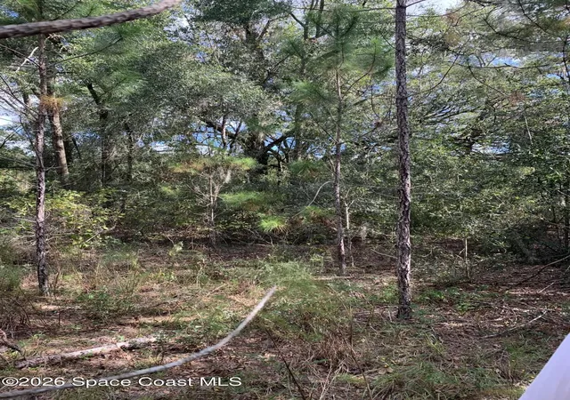 Photo 3 of Land for sale at 0 Co Rd 337, Bell, FL 32619 | MLS# 1087977 | Listing updated on 2026-09-18