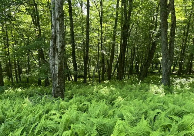Photo 2 of Land for sale at W Highland Rd, Stamford, NY 12167 | MLS# R1697485 | Listing updated on 2026-09-11