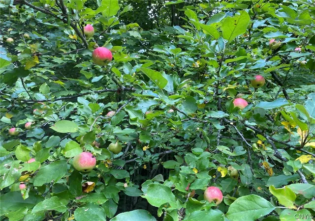 Photo 4 of Land for sale at 0 Emeryville Rd, Gouverneur, NY 13642 | MLS# S1714228 | Listing updated on 2026-09-16