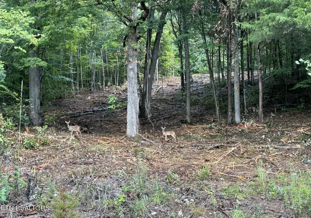 Photo 3 of Land for sale at Highland Tr Rd, Sharps Chapel, TN 37866 | MLS# 1329603 | Listing updated on 2026-09-13