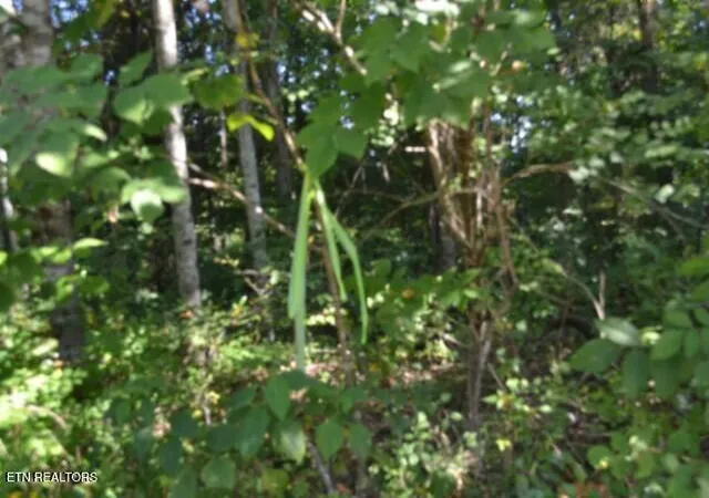 Photo 2 of Land for sale at 3ac Rock Springs Rd, Celina, TN 38551 | MLS# 1354770 | Listing updated on 2026-09-08