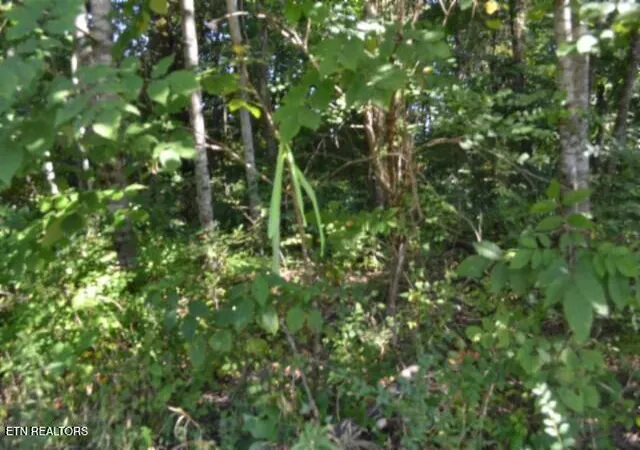 Photo 3 of Land for sale at 3ac Rock Springs Rd, Celina, TN 38551 | MLS# 1354770 | Listing updated on 2026-09-08