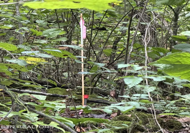Photo 3 of Land for sale at 0 Snake Holw Rd, Sneedville, TN 37869 | MLS# 1355257 | Listing updated on 2026-09-22