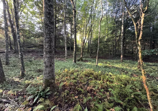 Photo 3 of Land for sale at Davis Rd, Deer Lodge, TN 37726 | MLS# 1355541 | Listing updated on 2026-09-18
