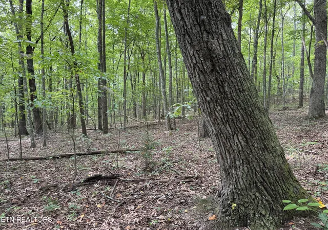 Photo 3 of Land for sale at Wildcat Rd, Jamestown, TN 38556 | MLS# 1356125 | Listing updated on 2026-09-19