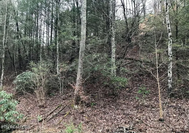 Photo 3 of Land for sale at 0 Butler Branch Rd, Gatlinburg, TN 37738 | MLS# 1356578 | Listing updated on 2026-09-24
