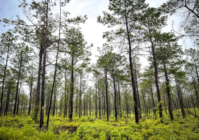 Photo 4 of Land for sale at 4 Cr 257, Jasper, TX 75951 | MLS# 20700730 | Listing updated on 2026-10-05