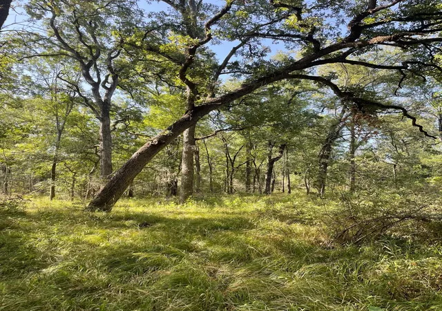 Photo 1 of Land for sale at 00 Tbd 828 Lcr 828, Groesbeck, TX 76642 | MLS# 20843812 | Listing updated on 2026-07-29
