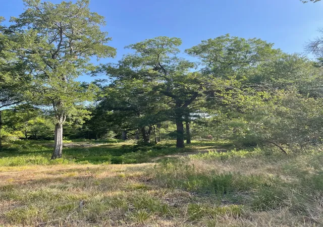 Photo 6 of Land for sale at 00 Tbd 828 Lcr 828, Groesbeck, TX 76642 | MLS# 20843812 | Listing updated on 2026-07-29