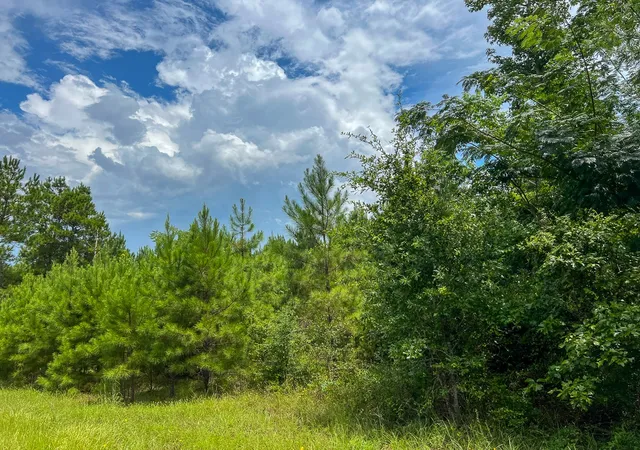 Photo 3 of Land for sale at 0 Fm 2939, Newton, TX 75966 | MLS# 21032294 | Listing updated on 2026-07-31
