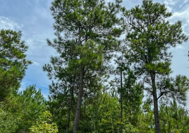 Photo 3 of Land for sale at 0 Fm 2939, Newton, TX 75966 | MLS# 21032294 | Listing updated on 2026-07-31