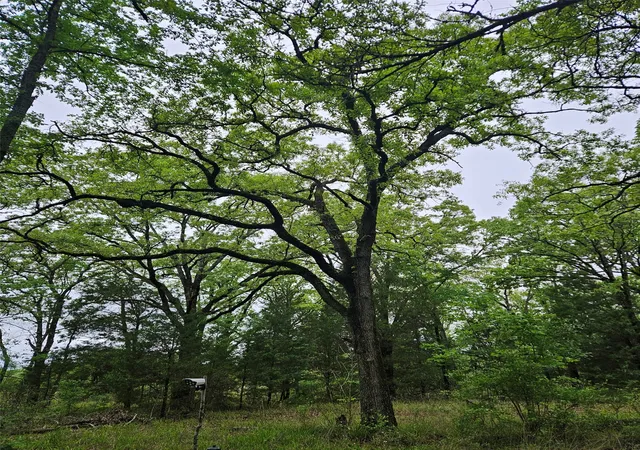 Land for sale at 01 Private 5401 Rd, Malakoff, TX 75148 | MLS# 21092043