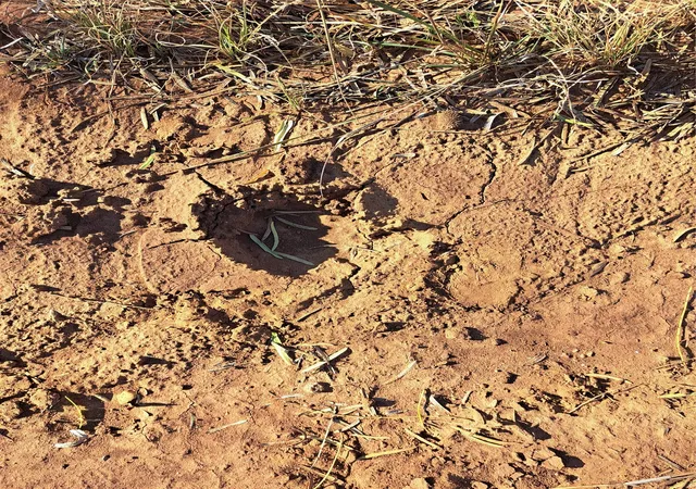 Photo 4 of Land for sale at Tbd 15850 Acres, Trent, TX 79561 | MLS# 21127441 | Listing updated on 2026-09-14
