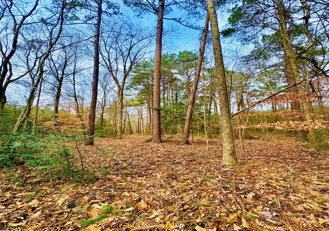Photo 3 of Land for sale at Tbd (lot 59) County Road 1060, Center, TX 75935 | MLS# 21179972 | Listing updated on 2026-09-18