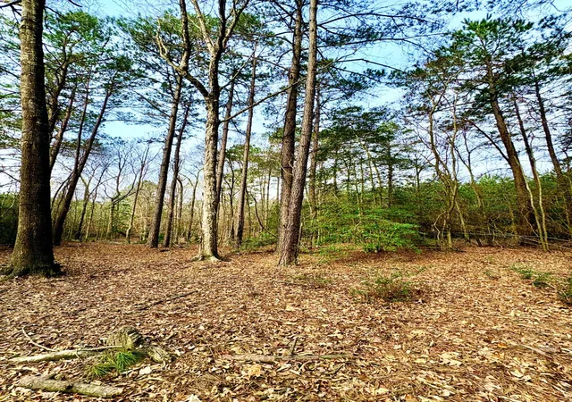 Photo 3 of Land for sale at Tbd (Lot 59) County Road 1060, Center, TX 75935 | MLS# 21179972 | Listing updated on 2026-09-18