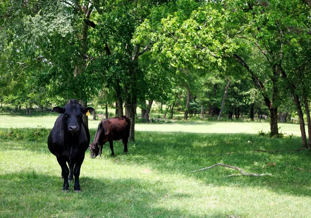 Photo 1 of Land for sale at 6100 Fm 314, Ben Wheeler, TX 75754 | MLS# 21265092 | Listing updated on 2026-07-31