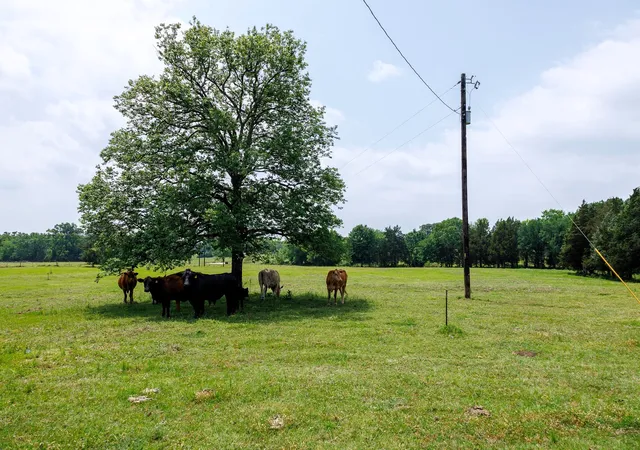 Photo 2 of Land for sale at 6100 Fm 314, Ben Wheeler, TX 75754 | MLS# 21265092 | Listing updated on 2026-07-31